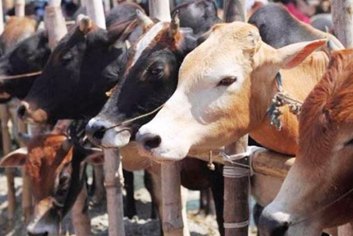 Supreme Court Stays Central Governments Cattle Slaughter Ban सुप्रीम कोर्टाचा केंद्राला झटका, गोवंश विक्री बंदीच्या अधिसूचनेला स्थगिती