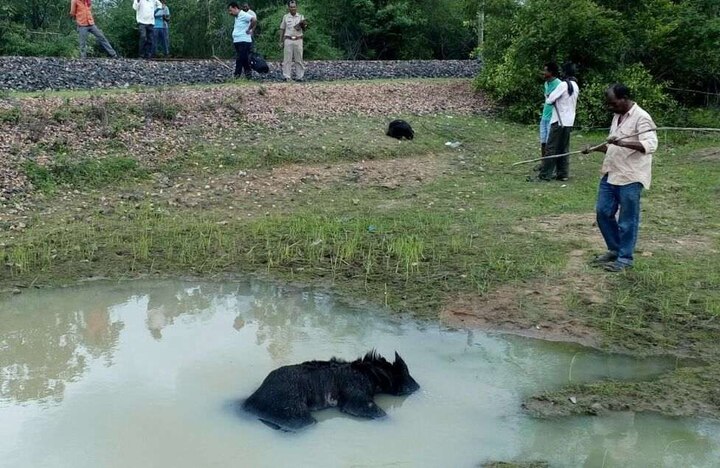 Three Bears Killed In Rail Accident In Chandrapur Latest Updates रेल्वेच्या धडकेत अस्वलीचा 2 पिल्लांसह मृत्यू