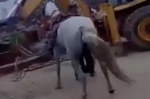 उत्तर प्रदेशात नवरदेवाला घेऊन घोडीची थेट विहिरीत उडी