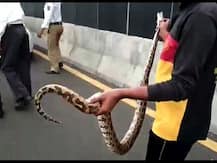 मुंबईतल्या ईस्टर्न फ्री वेवर 5 फुटांचा अजगर