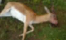 सोलापुरात काळवीटावर अज्ञात व्यक्तीचा गोळीबार