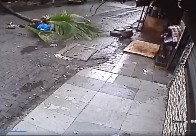 Mumbai Coconut Tree Falls On Lady On A Morning Walk Latest Update VIDEO : मॉर्निंग वॉकला गेलेल्या महिलेवर नारळाचं झाड कोसळलं