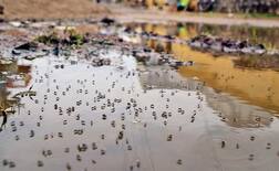 डेंग्यू, चिकनगुनियासारख्या रोगांपासून लोकांना वाचवण्यासाठी गुगलचा पुढाकार