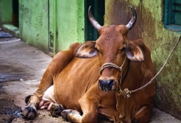 Increase in incidents of cow theft in nagpur नागपुरात शेतकऱ्यांना गाय तस्करांचा धक्का, गाय चोरीच्या घटनांमध्ये वाढ