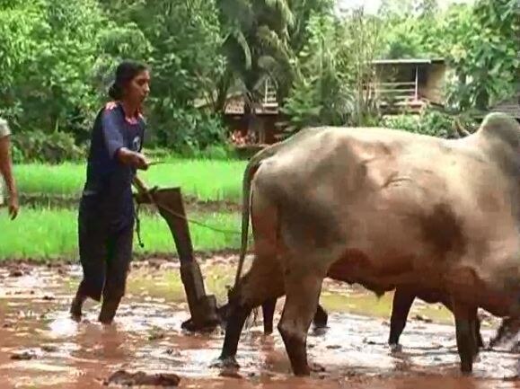 Sindhudurg Electronic Engineer Girl Decides To Become Farmer Latest Update इलेक्ट्रॉनिक इंजिनीअर ते शेतकरी, सिंधुदुर्गच्या लेकीचा प्रवास