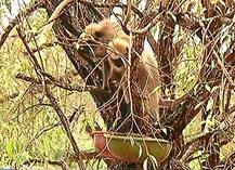 कोल्हा\'पुरात\' अडकलेल्या तीन माकडांची 15 दिवसांनी थरारक सुटका