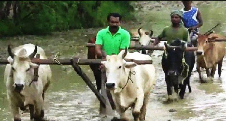 गुडघाभर चिखलात झारखंडच्या माजी मुख्यमंत्र्यांच्या हातात नांगर! Former Cm Of Jharkhand Madhu Koda Farmed In The Fields गुडघाभर चिखलात झारखंडच्या माजी मुख्यमंत्र्यांच्या हातात नांगर!