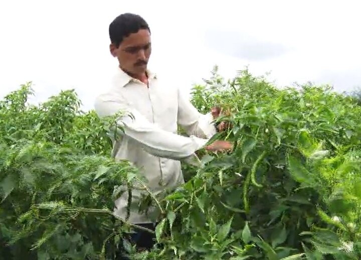 Green Chilli Successful Farming In Sangali Latest Updates शेतीतला ‘सचिन’, मिरची लागवडीतून 4 महिन्यात 6 लाखांचं उत्पन्न!