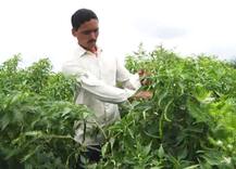 शेतीतला ‘सचिन’, मिरची लागवडीतून 4 महिन्यात 6 लाखांचं उत्पन्न!