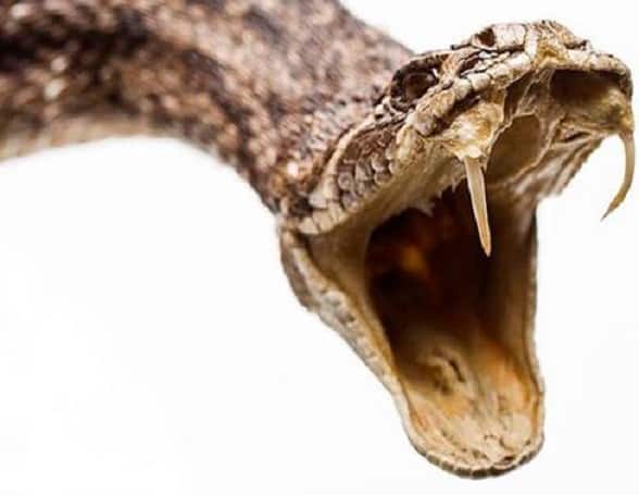 गडचिरोलीत वसतिगृहात झोपलेल्या मुलांना साप चावला, दोघांचा मृत्यू