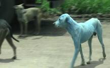 उल्हासनगरमध्ये पिसाळलेल्या कुत्र्याचा चिमुकलीवर हल्ला