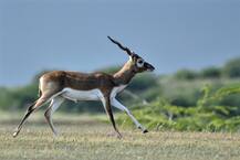 Bastar : नक्सल मोर्चे पर तैनात जवानों की इस जानवर से हो गई दोस्ती