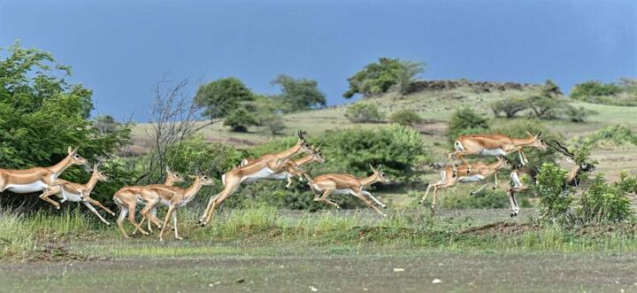 सर्व फोटो अशोक काळे, वनाधिकारी, राजापूर