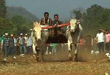 \'पेटा\' संस्थेवर बंदी आणा, बैलगाडा संघटनेचं पुण्यात आंदोलन