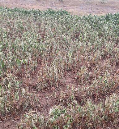 No Rain In Latur Drought Situation पावसाअभावी शेतकऱ्यांच्या घामाची माती, हजारो हेक्टरवरची पीकं करपली