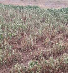 पावसाअभावी शेतकऱ्यांच्या घामाची माती, हजारो हेक्टरवरची पीकं करपली