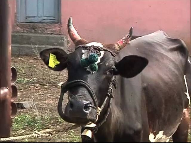 30 कोटी जनावरांना 12 अंकी आधार कार्ड, केंद्राची योजना