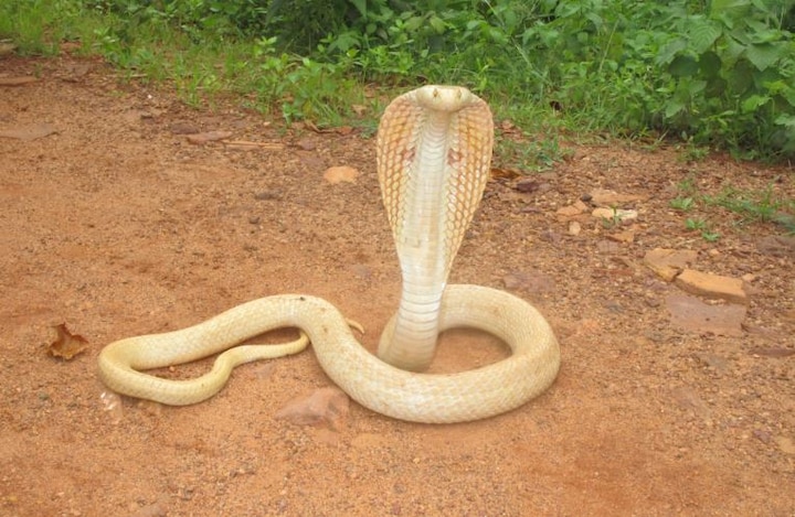 Albino Cobra Found In Junona In Chandrapur Latest Updates चंद्रपुरात पावणेपाच फुटांचा पांढरा नाग आढळला!