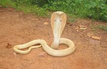 चंद्रपुरात पावणेपाच फुटांचा पांढरा नाग आढळला!