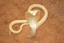  चंद्रपुरात पावणेपाच फुटांचा पांढरा नाग आढळला! 