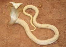  चंद्रपुरात पावणेपाच फुटांचा पांढरा नाग आढळला! 