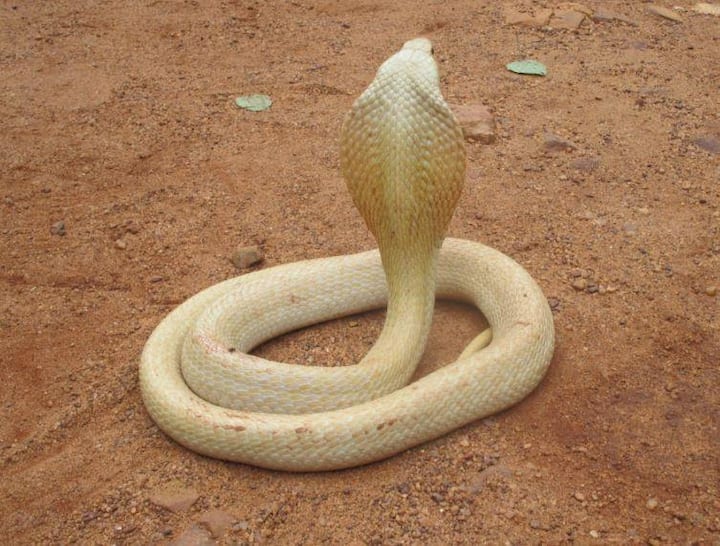 सर्पमित्रांनी हा नाग जेव्हा बाहेर काढण्यात आला, तेव्हा त्यांना धक्काच बसला. कारण हा नाग पांढऱ्या रंगाचा होता.