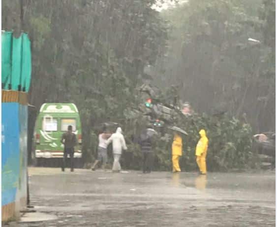 प्रभादेवीमध्ये मुसळधार पावसामुळे झाड कोसळल्यानं वाहतूक वळवण्यात आली आहे.