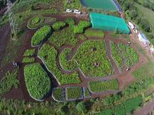 2 एकर शेतात पिकातून महागणपती, बाप्पाला पाहण्यासाठी ड्रोनचा वापर