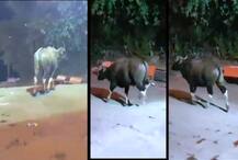 सांगलीत गवारेडा भरवस्तीत घुसला, स्थानिकांमध्ये घबराट