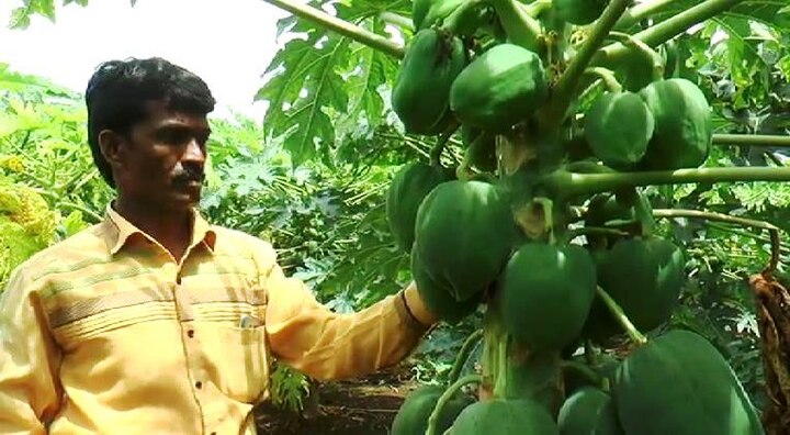 Lacs Rupees Earned With Papaya Crop In Beed Latest Marathi News Updates पपई पिकातून लाखोंचा नफा, बीडमधील शेतकऱ्याची यशोगाथा