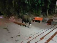 गेल्या 4 दिवसांपासून सांगलीत गव्याचा हैदोस, लोकांमध्ये भीतीचं वातावरण