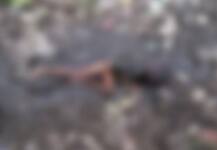 भिवंडीत भटक्या कुत्र्यांच्या हल्ल्यात 8 वर्षीय मुलाचा मृत्यू