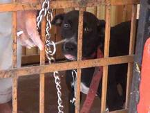 कुत्र्याला लघुशंका, मालकाला दोन हजार रुपयांचा दंड