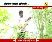 करोडपती बनवणारा शेवगा, बाळासाहेब पाटील यांची यशोगाथा!