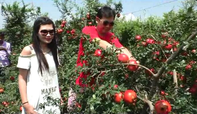 Traders From China Comes To Indapur For Purchase Pomegranate Dalimb Anar चीनचा व्यापारी गलांडवाडीत, बांधावर जाऊन डाळिंब खरेदी!