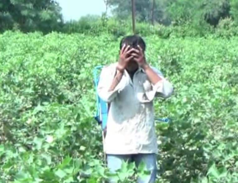 What Kind Of Care Should We Take During Spraying Pesticides कीटकनाशकांची फवारणी करताना कोणती काळजी घ्यावी?