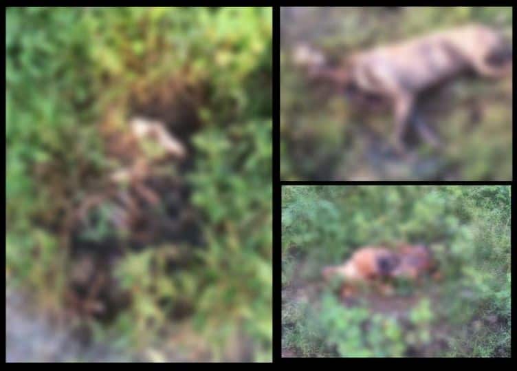 Doges Killing In Pune Latest Update पुण्यात 20 कुत्र्यांची हत्या, 4 कुत्र्यांना जिवंत जाळलं, क्रूरकर्म्यांचा शोध सुरु