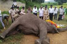 रेल्वेची जोरदार धडक, हत्तीण पुलावरुन खाली कोसळली