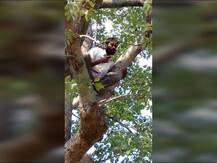 यवतमाळमधील शेतकऱ्याचं ‘विरुगिरी’ स्टाईल आंदोलन