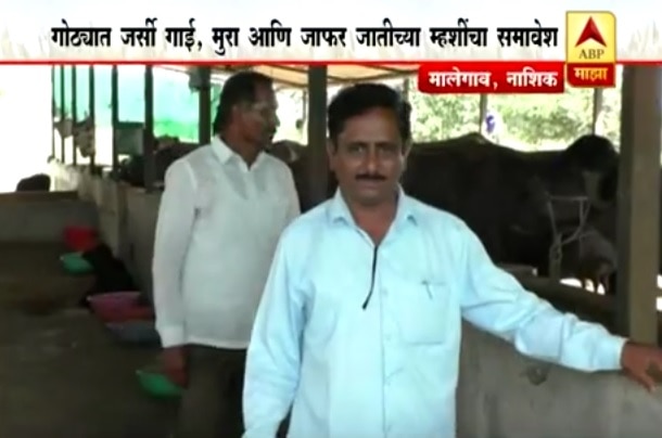 गोधनातून वर्षाला 36 लाखांची कमाई, माझाचा स्पेशल रिपोर्ट