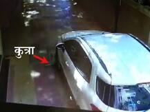 CCTV : क्रूरपणा... कुत्र्याला कारखाली चिरडलं!