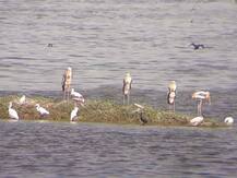 नांदूर-मध्यमेश्वरमध्ये महिनाभर अगोदरच परदेशी पाहुण्यांचं आगमन