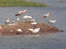 नांदूर-मध्यमेश्वरमध्ये परदेशी पाहुण्यांना पाहण्यासाठी पर्यटकांची गर्दी