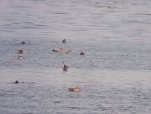 नांदूर-मध्यमेश्वरमध्ये परदेशी पाहुण्यांना पाहण्यासाठी पर्यटकांची गर्दी