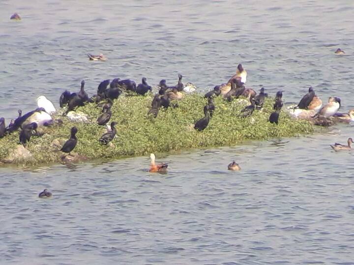 येत्या काही दिवसात त्यात आणखी वाढ करण्यात येणार आहे. इथे येणाऱ्या विदेशी पाहुण्यांचा मुक्काम या ठिकाणी आणखी काही महिने राहणार असल्याने पक्षीप्रेमींसाठी ही पर्वणी ठरणार आहे.