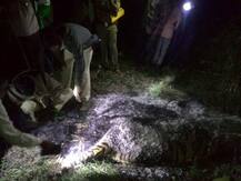 चंद्रपुरात आणखी एका वाघाचा विजेच्या धक्क्याने मृत्यू