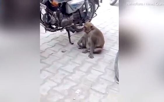 Addict monkey steals and DRINKS petrol from bikes in India VIDEO: पेट्रोलचं व्यसन लागलेलं माकड