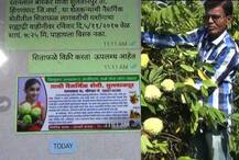 हिंगणघाटच्या शेतकऱ्याची हायटेक कल्पना, व्हॉट्सअॅपद्वारे सिताफळ विक्री