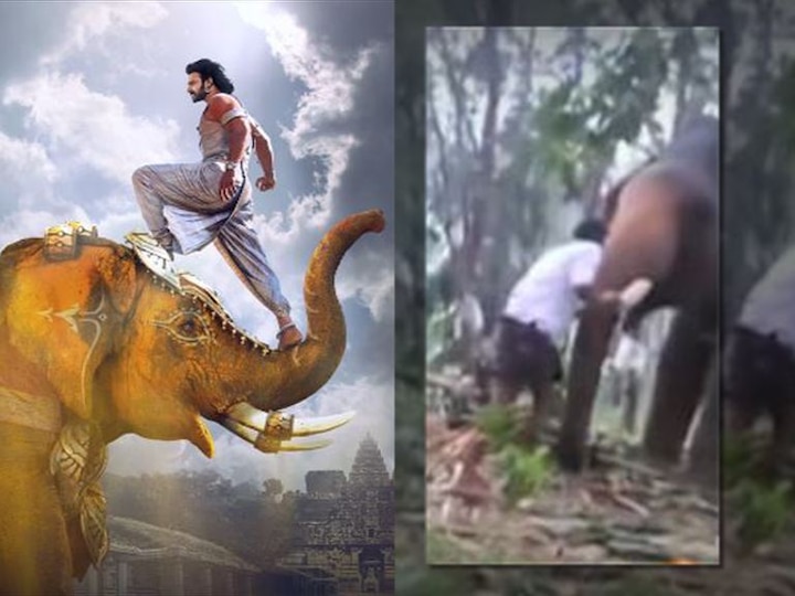 youth tried to copy bahubali 2 stunt elephant hit back him 'बाहुबली'तील स्टंटबाजी भोवली, हत्तीच्या टक्करने तरुण बेशुद्ध