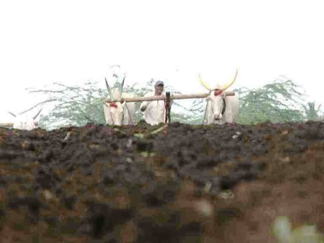 बोंडअळीग्रस्त शेतकऱ्यांना हेक्टरी 37500 रुपये मदत जाहीर